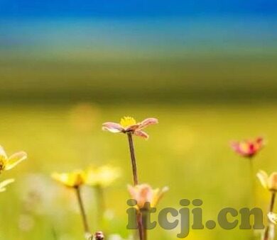 影盲先锋中文字幕资源站-影盲先锋，中文字幕资源站的璀璨明珠